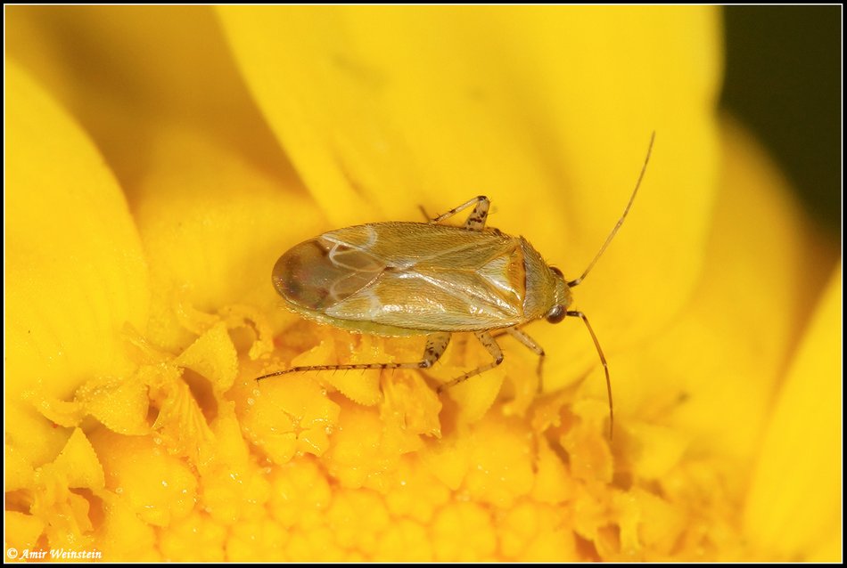 Heteroptera d''Israele